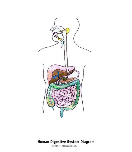 digestive system diagram. digestive-system-diagram-blank