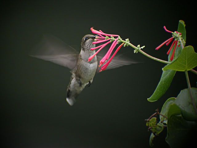 IMAGE: http://i656.photobucket.com/albums/uu283/gtriever/DSCN0058_web.jpg