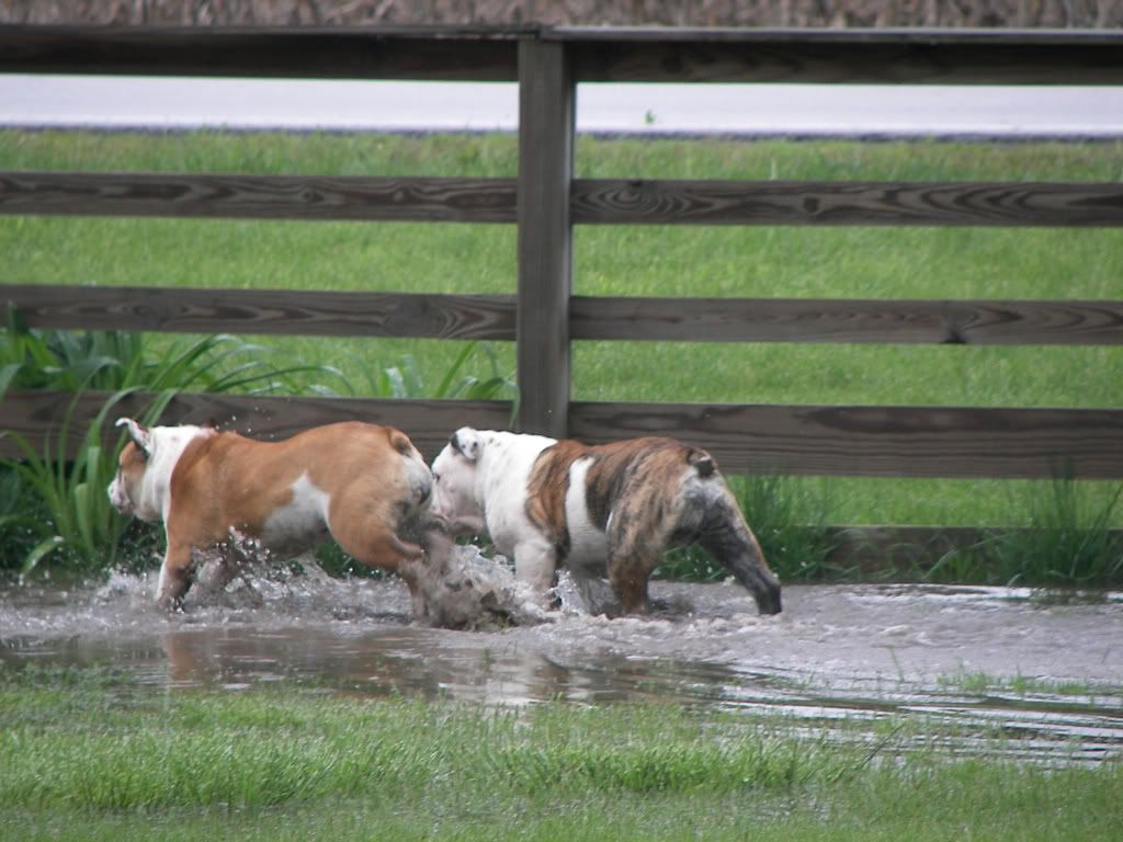 Pups Carmen and Carl