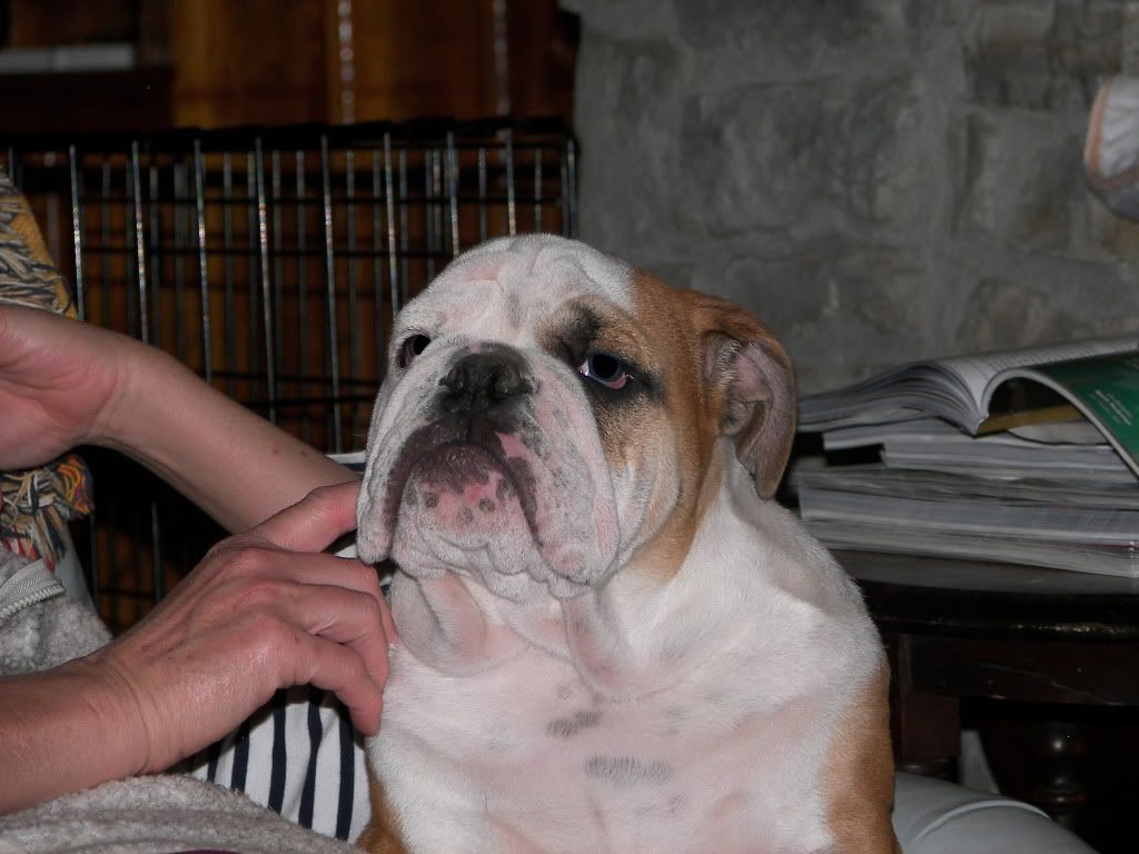 Roger 5 months old