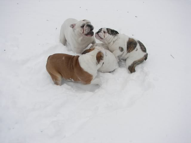 clockwise from top - Polar, Reggie, Roger and Raquel in the middle