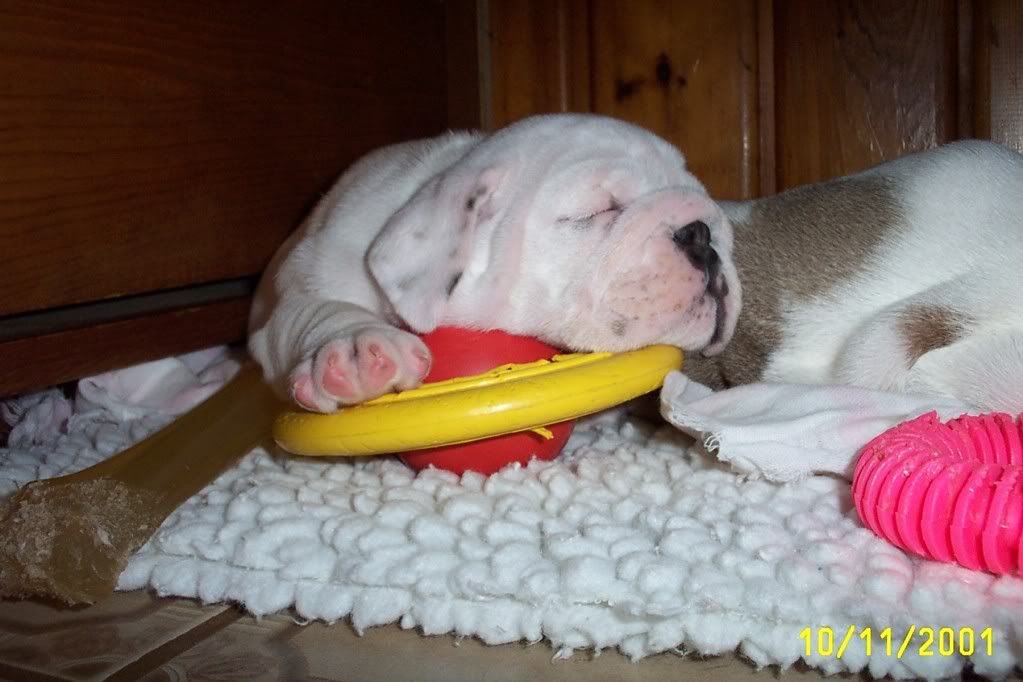 Leo @ 5 weeks old