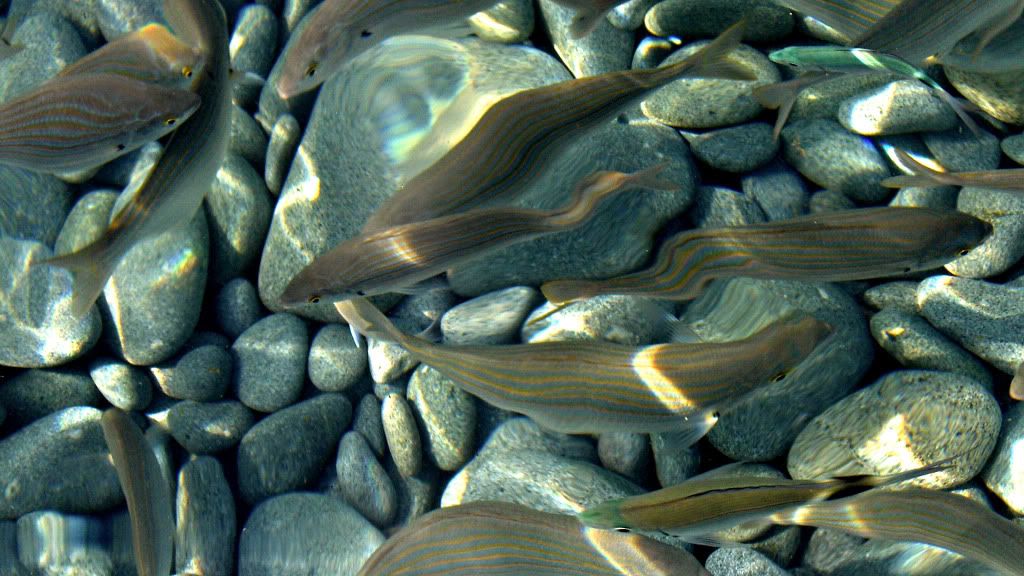 0029-2.jpg