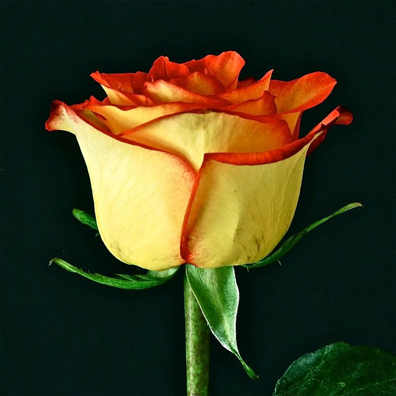 33121648900eba68204cb.jpg