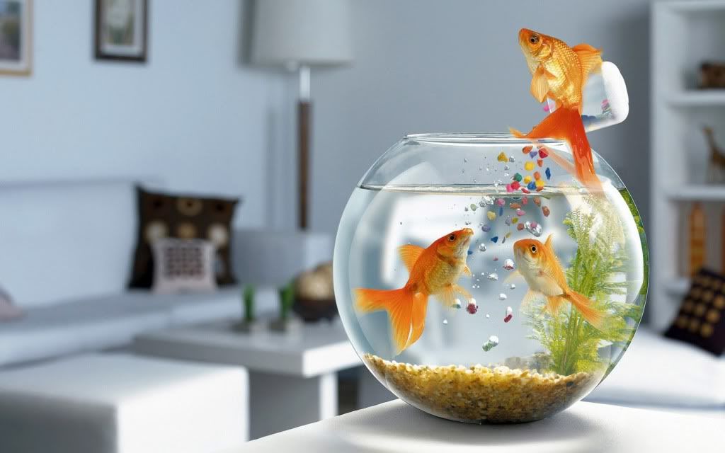 CreativeWallpapers527.jpg