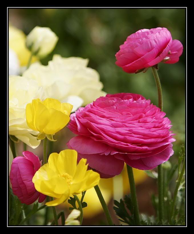 5953166-md.jpg