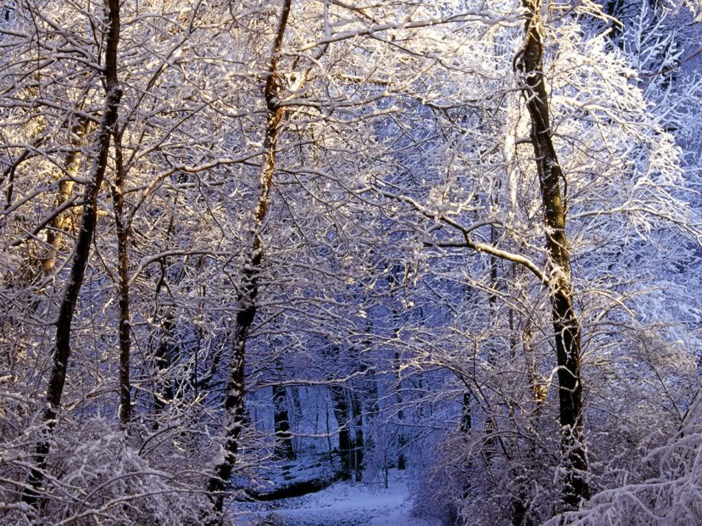 MorningLightFallsontheForest.jpg