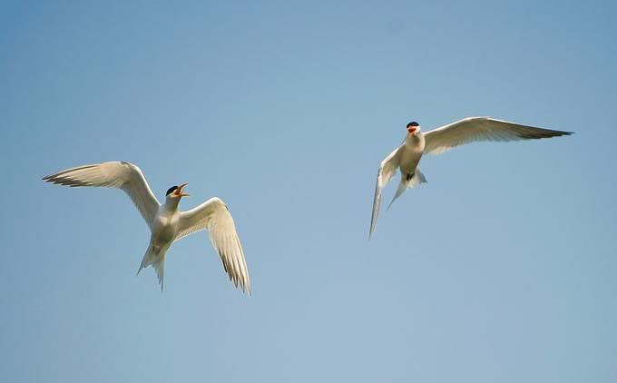 7243141-md.jpg