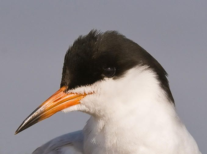7265912-md.jpg