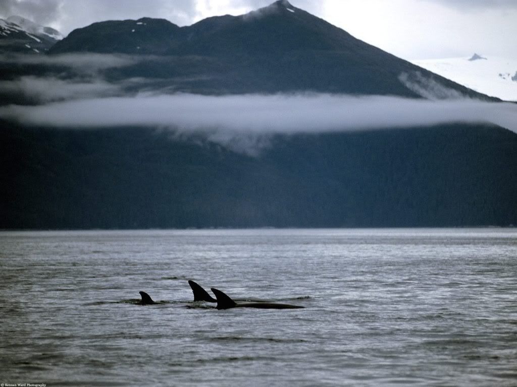 AFamilyofOrcaWhales.jpg