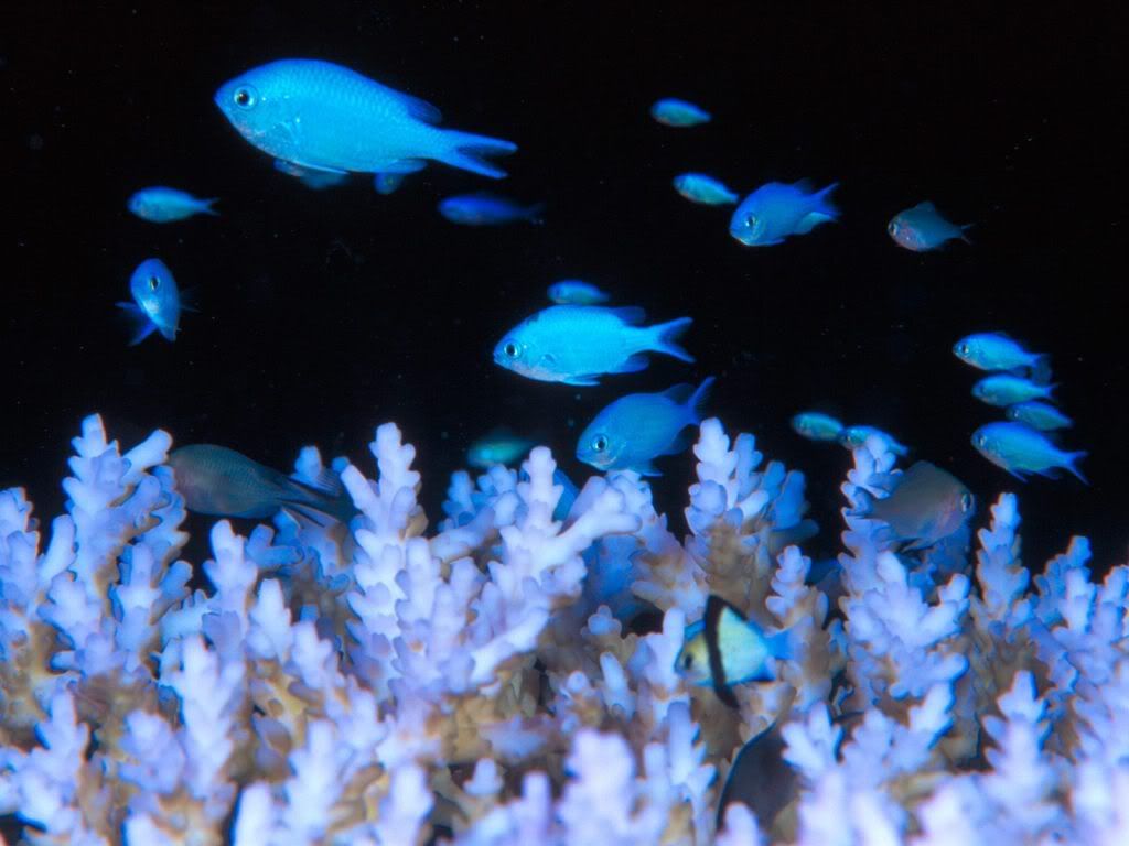 BlueDamselfish.jpg