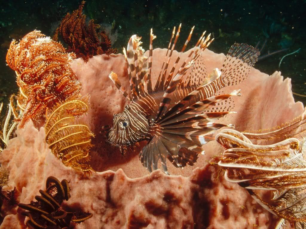 LionfishLurkingAmongFeatherStarC-1.jpg