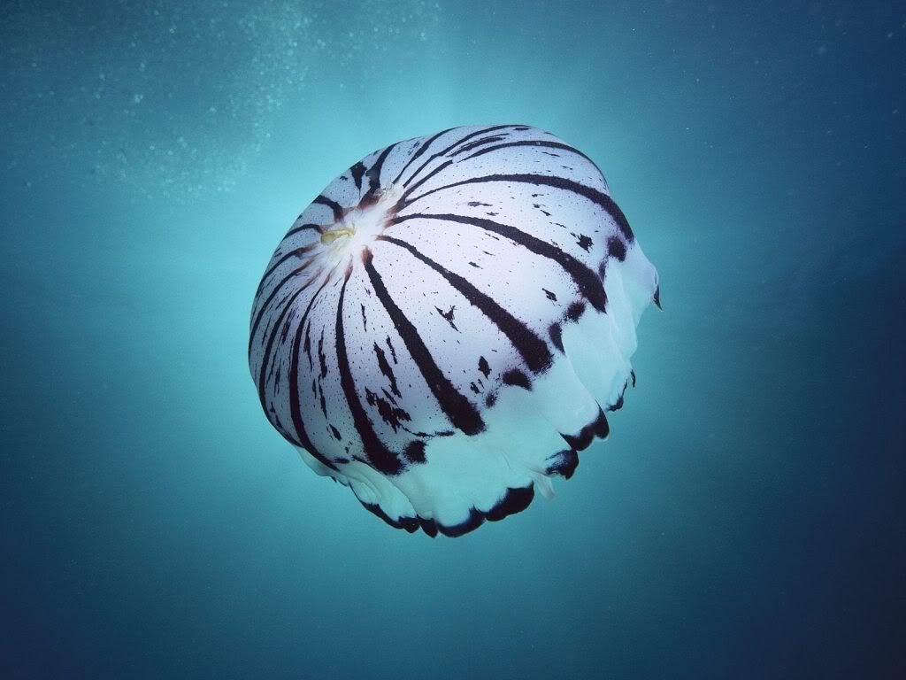 Purple-StripedJellyfishSouthernC-1.jpg