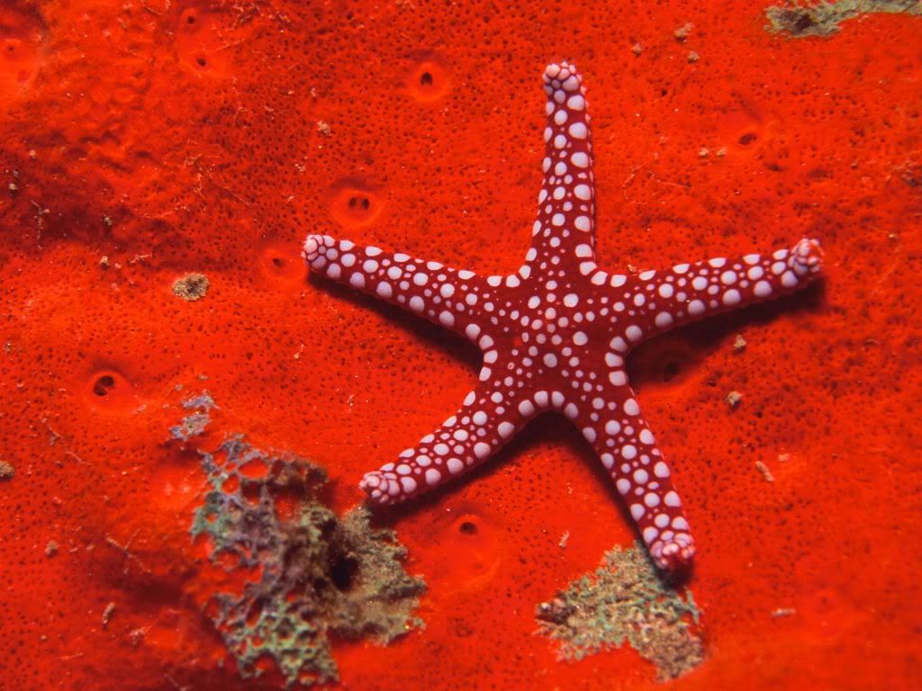 RedStarfish-1.jpg