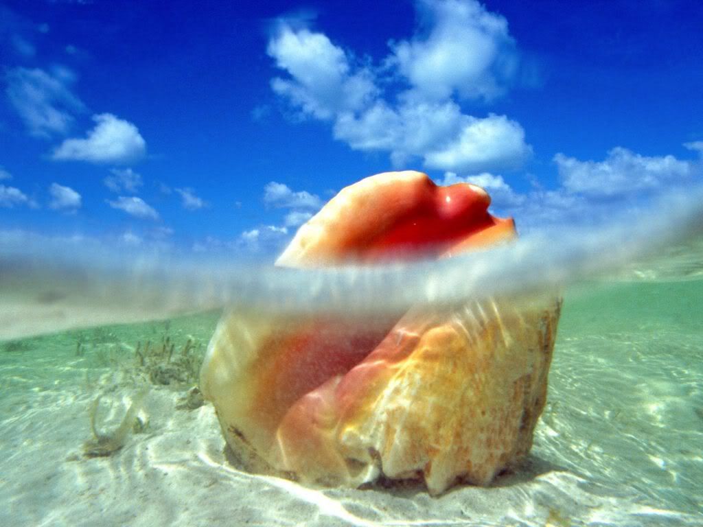 SunkenTreasureConchShellBahamas-1.jpg