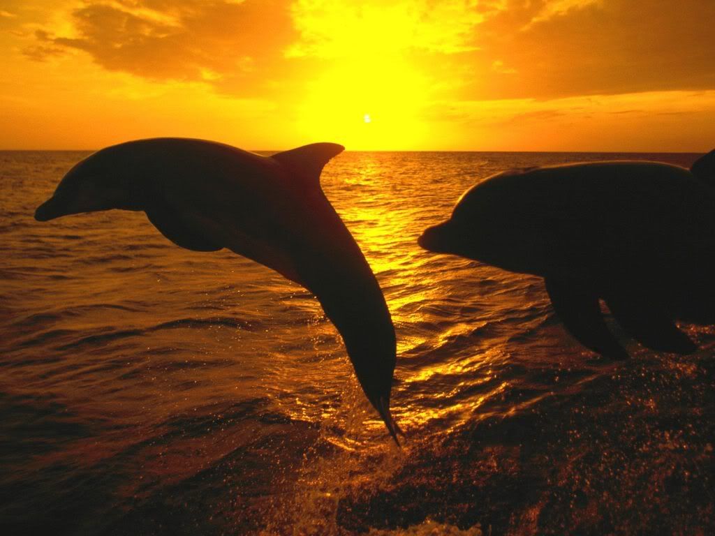 SunsetJumpHonduras-1.jpg