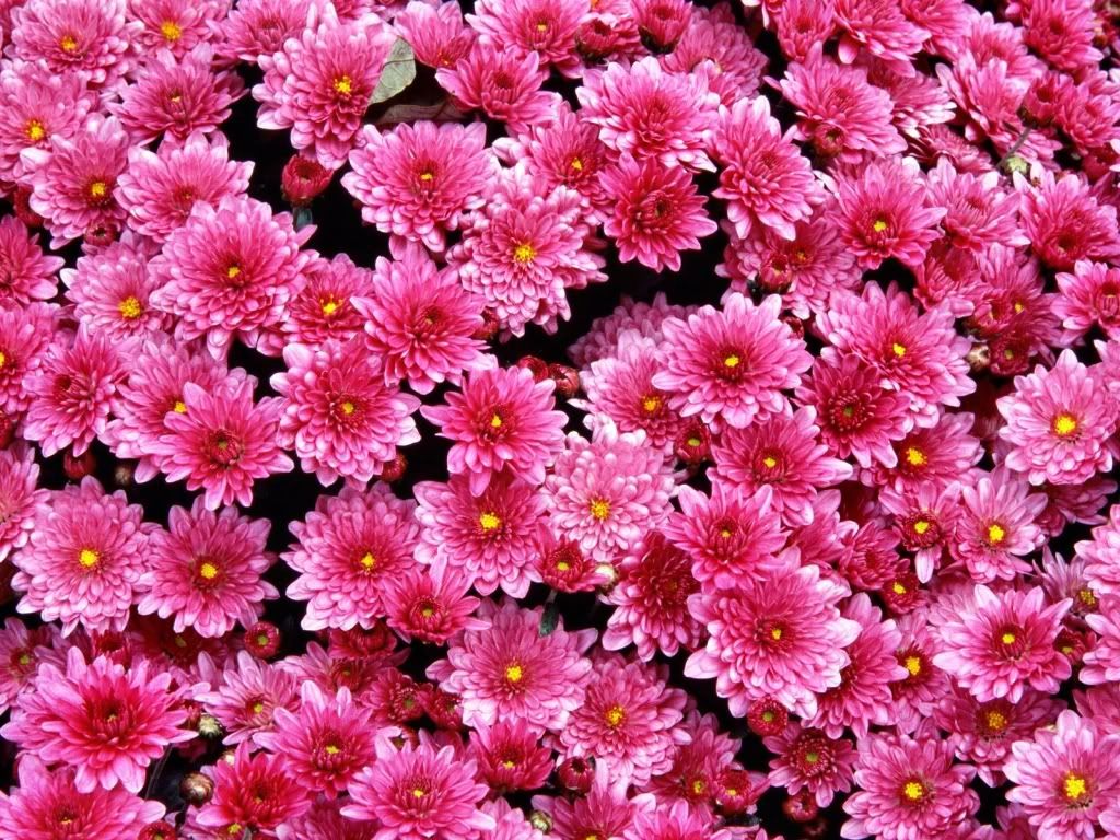 flowers_625.jpg