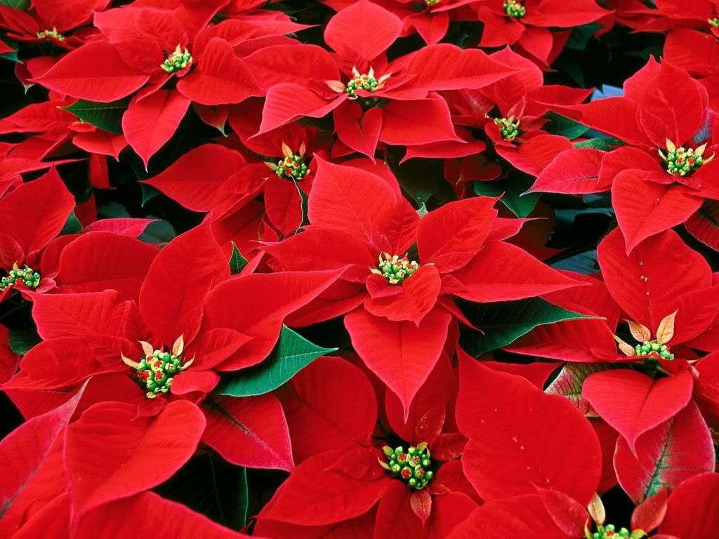 flowers_626.jpg