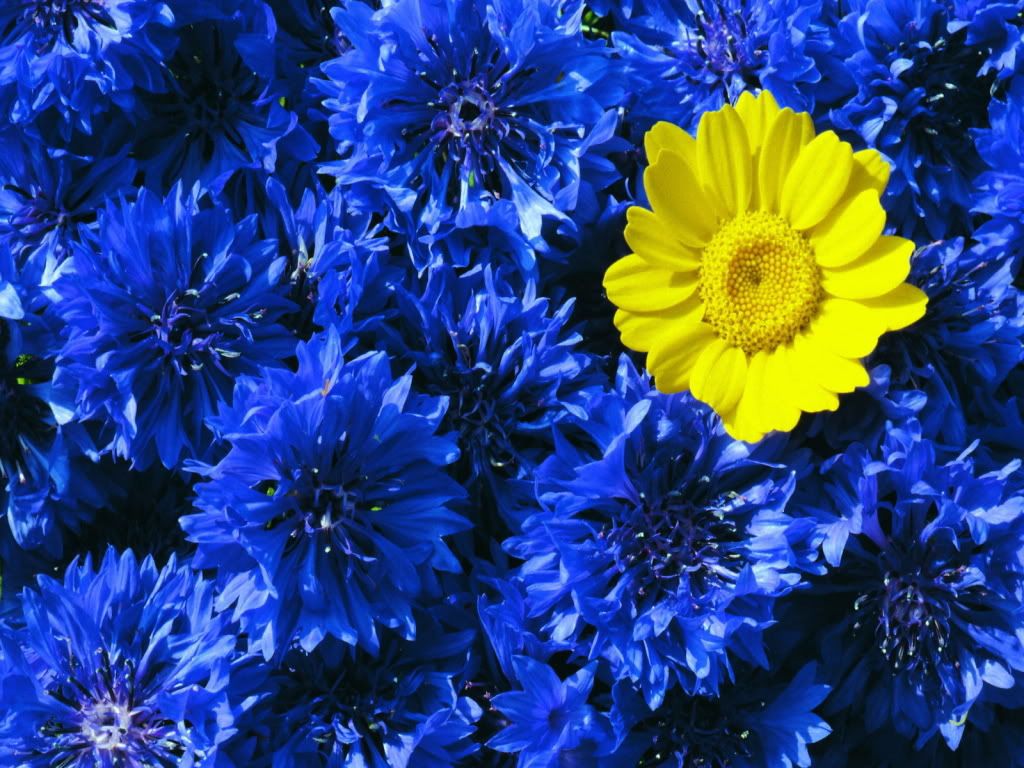 flowers_627.jpg