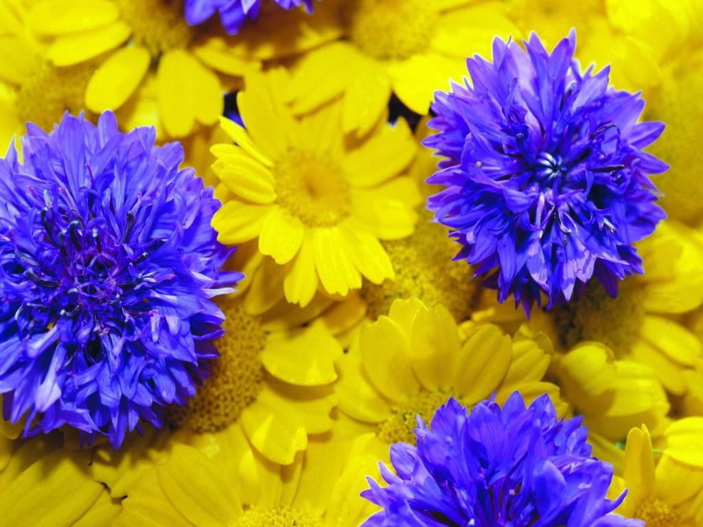 flowers_628.jpg