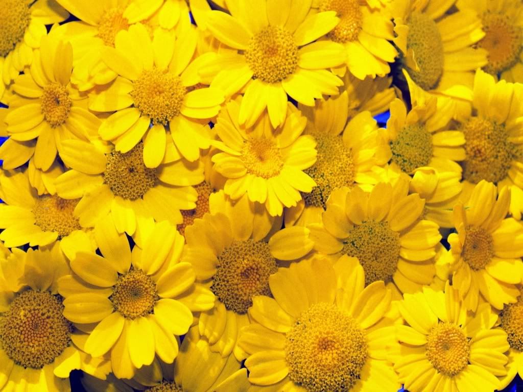 flowers_629.jpg