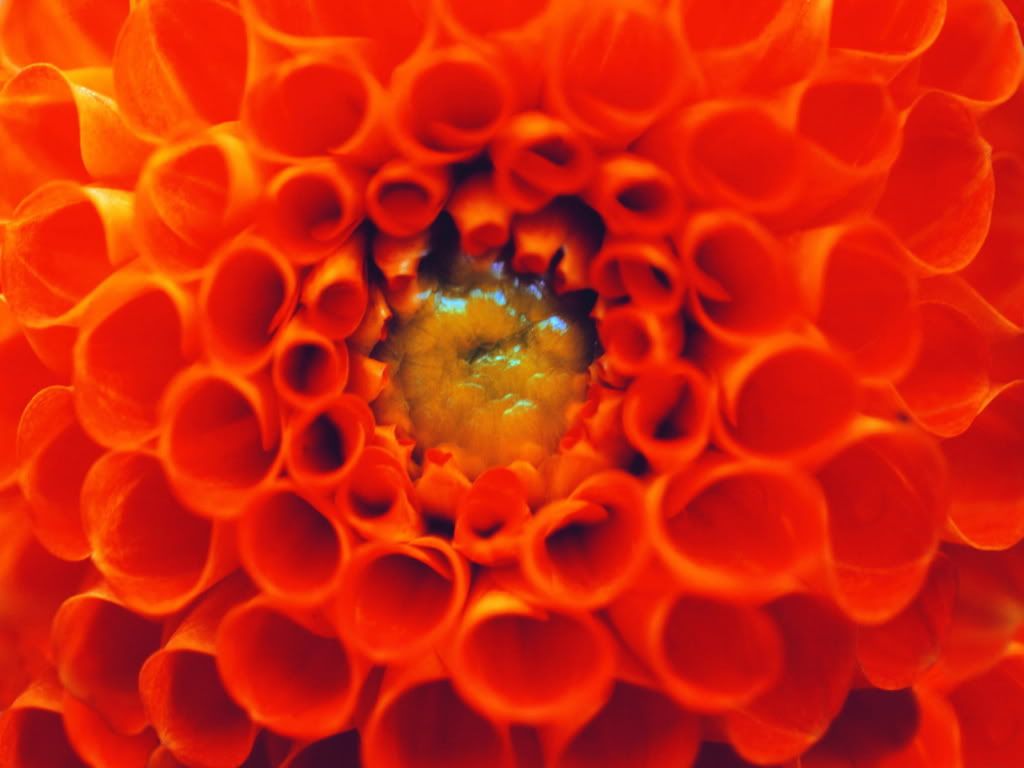 flowers_630.jpg