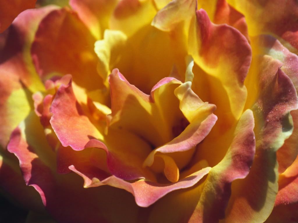 flowers_631.jpg