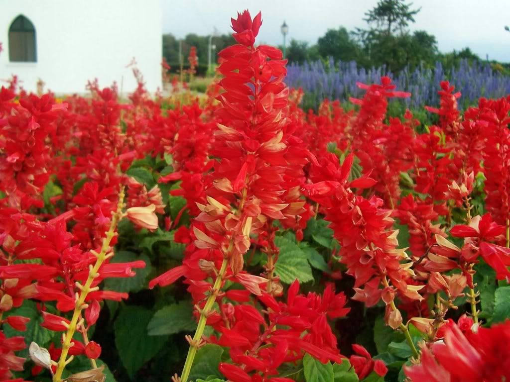 flowers_632.jpg