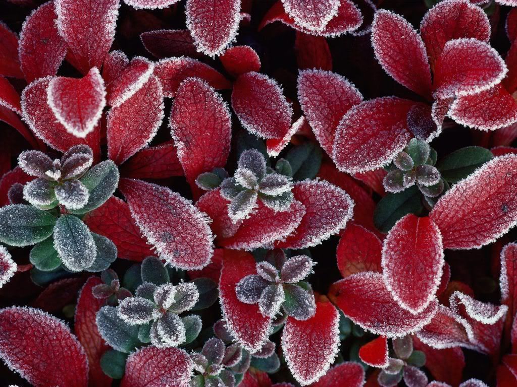 flowers_633.jpg
