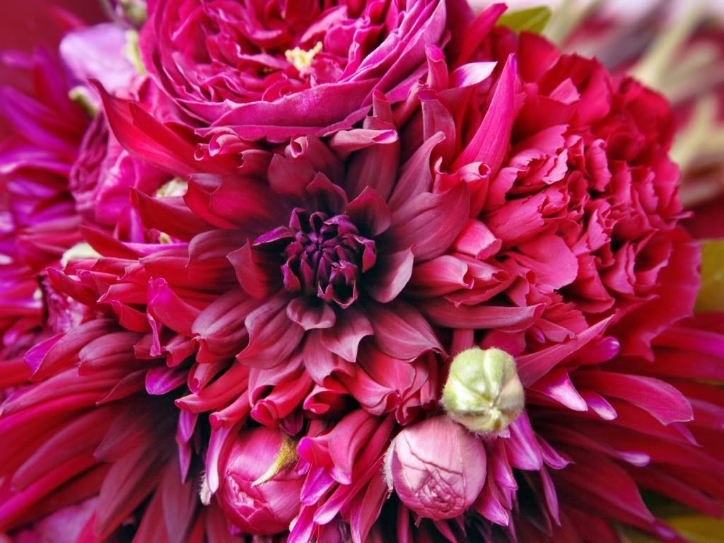 flowers_639.jpg