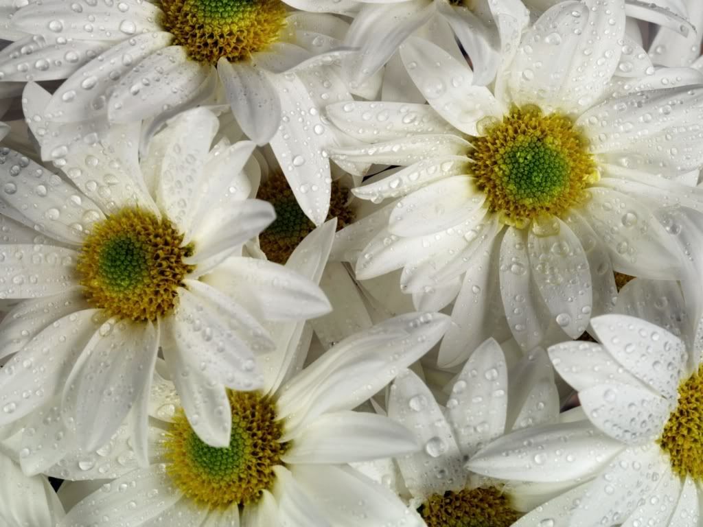 flowers_641.jpg