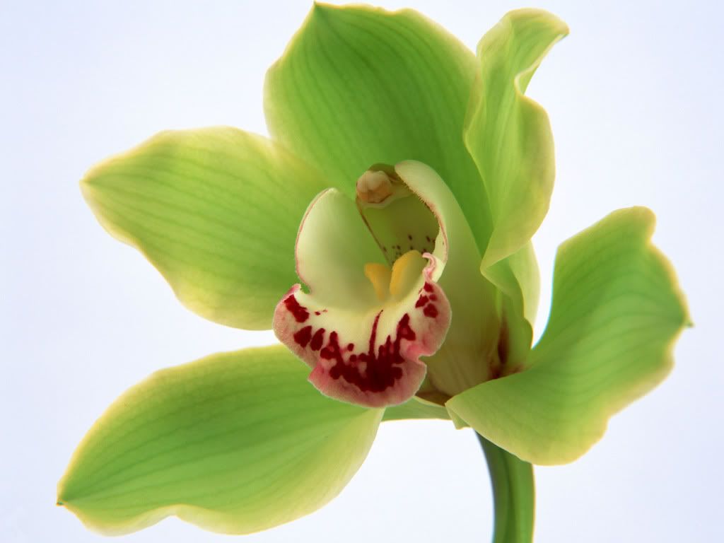 flowers_642.jpg