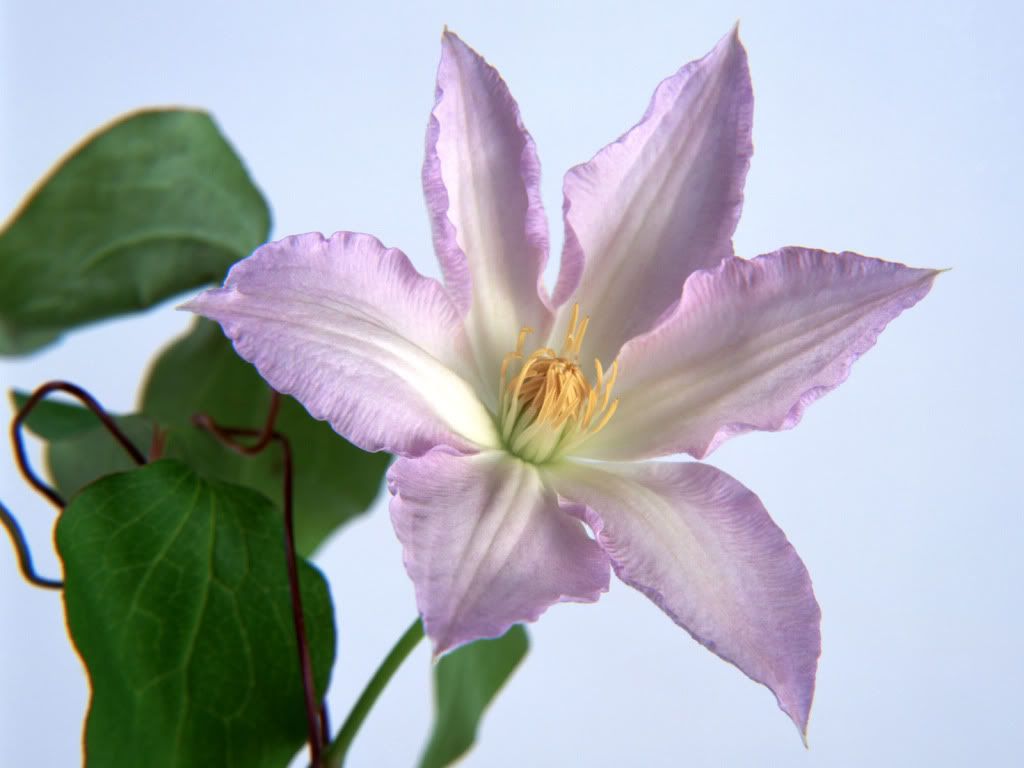 flowers_643.jpg