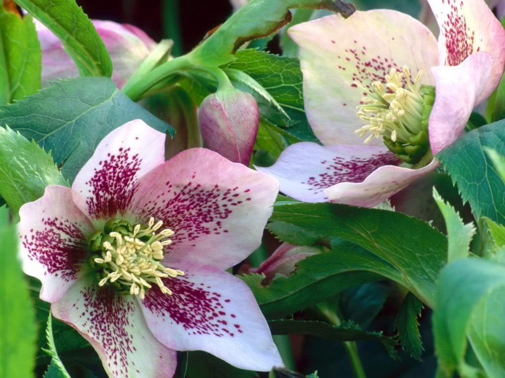 flowers_644.jpg