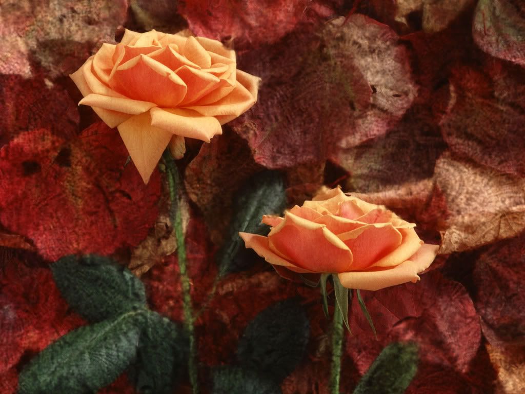 flowers_647.jpg