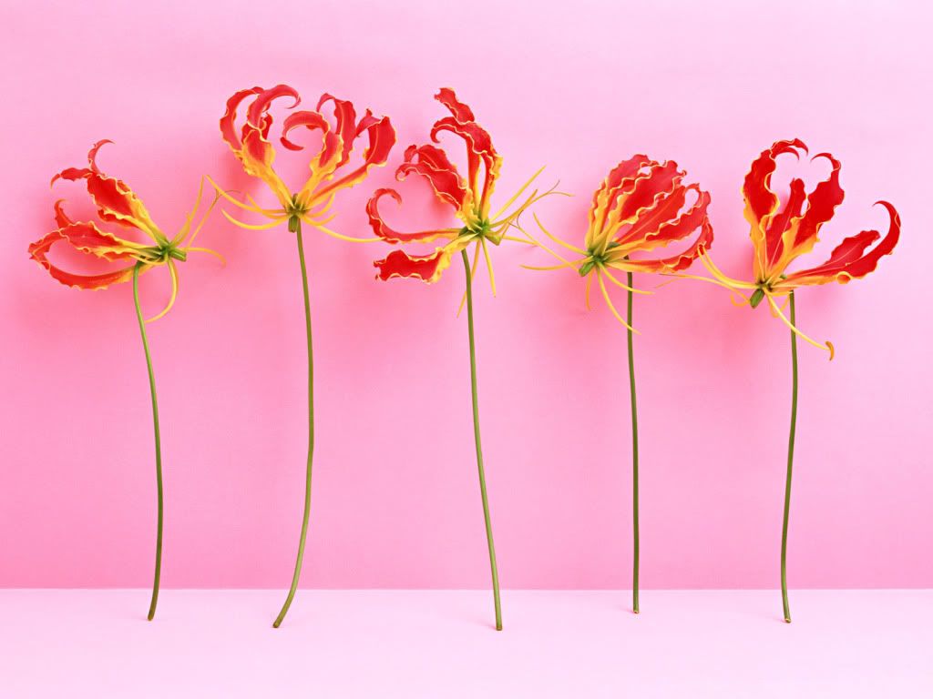 flowers_650.jpg