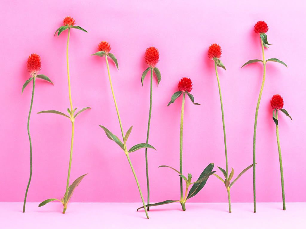 flowers_651.jpg