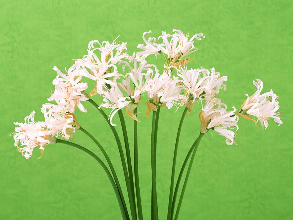 flowers_653.jpg