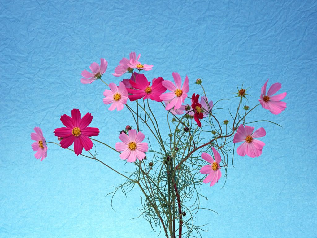 flowers_654.jpg