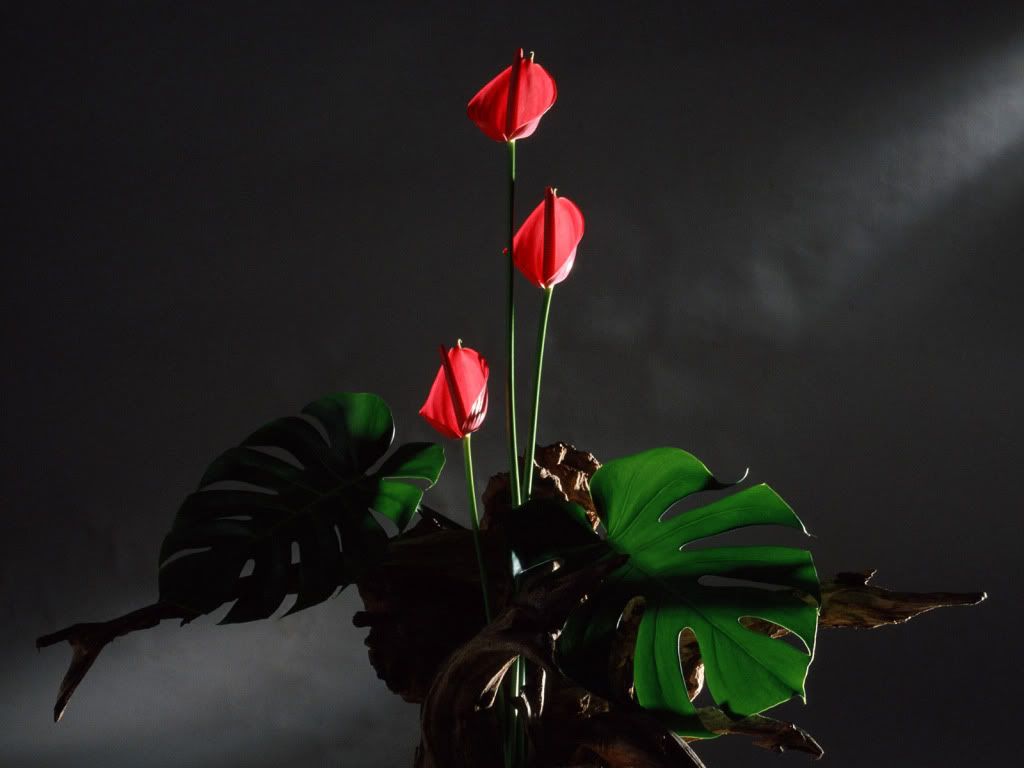 flowers_655.jpg