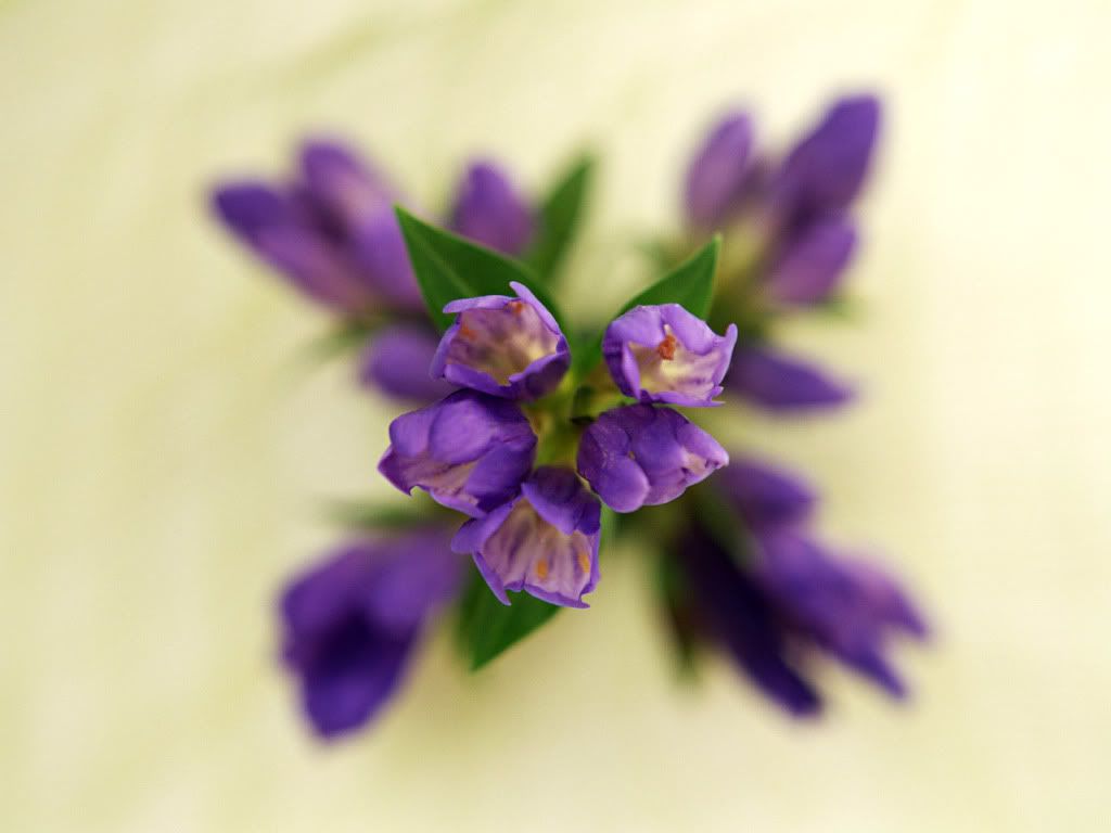 flowers_656.jpg