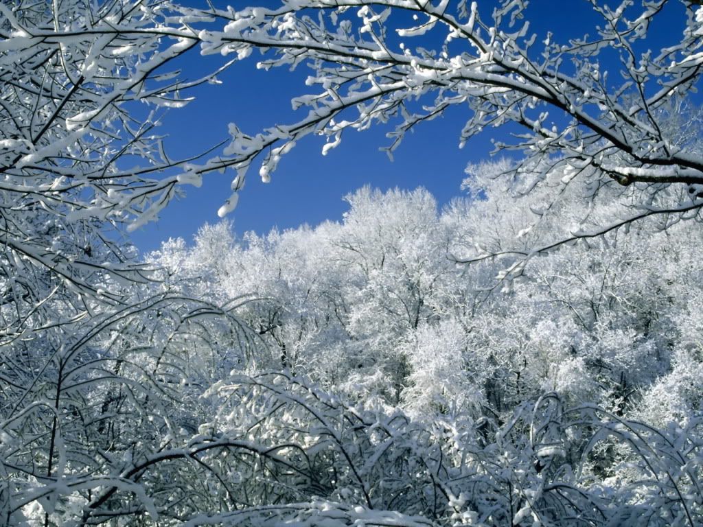 Snow-CoveredTreesPercyWarner.jpg