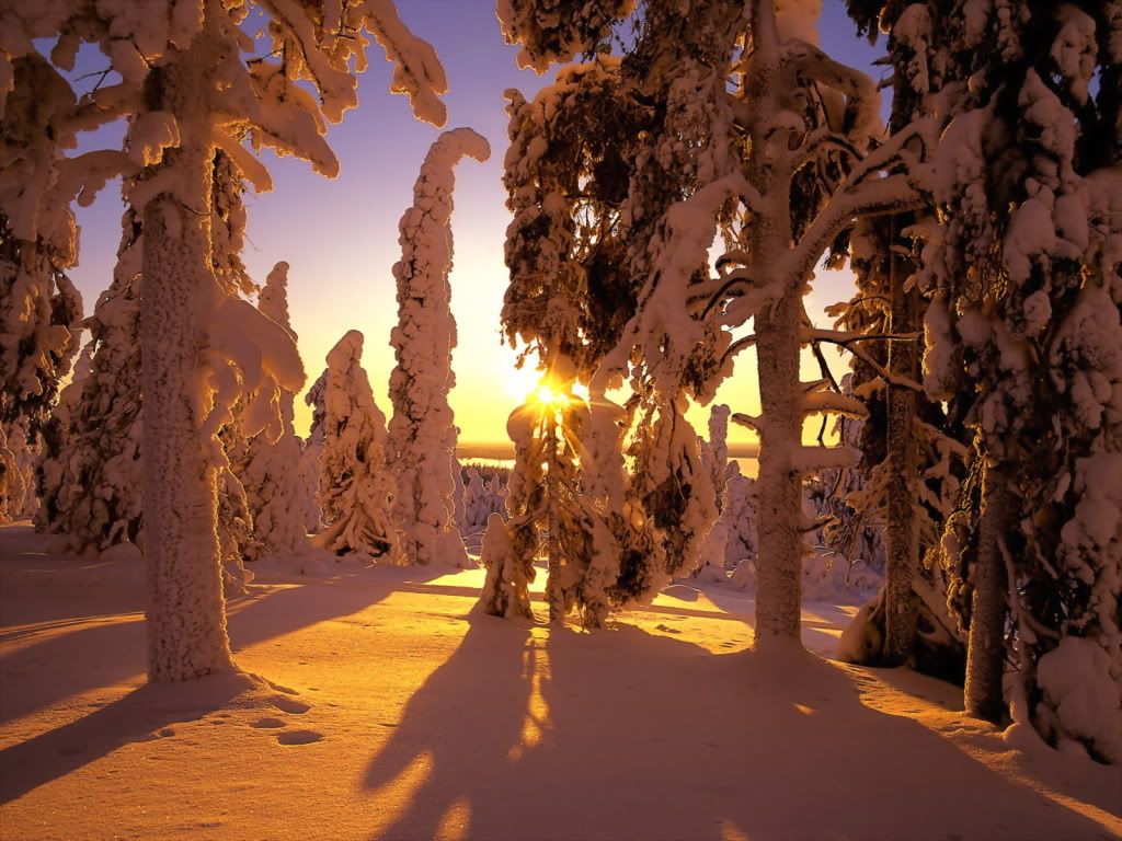 SnowCoveredForestFinland-16.jpg