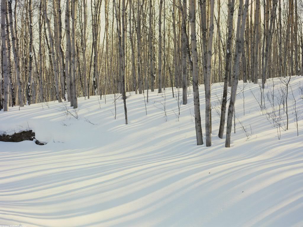 WinterBirchandAspenForestAl.jpg