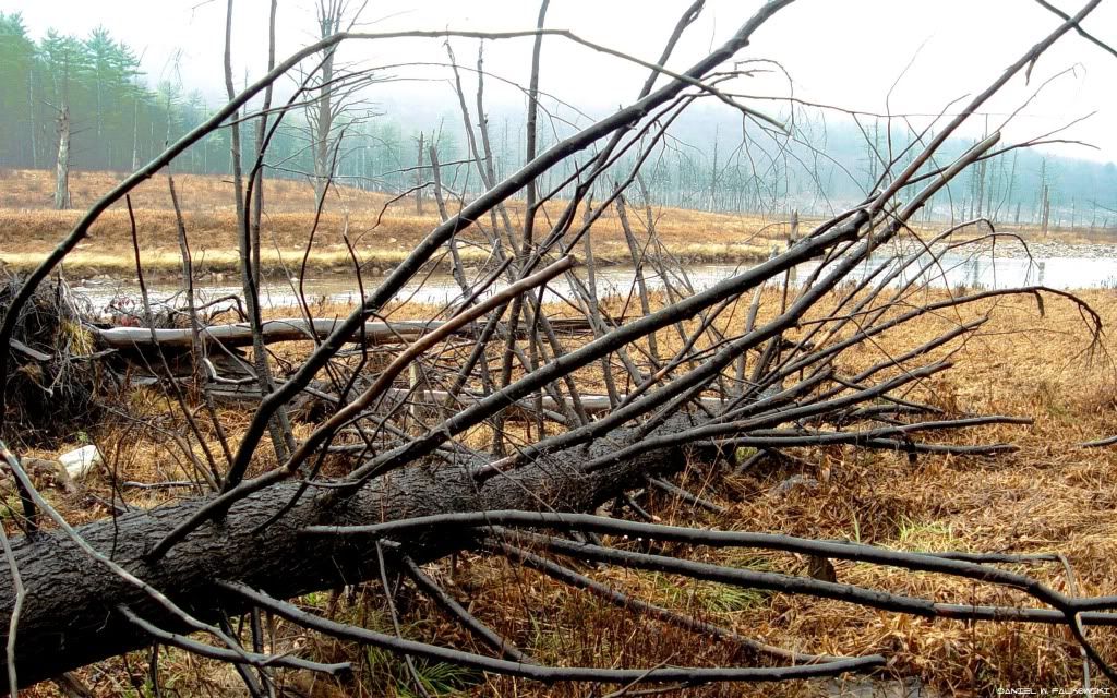 cut-down-trees-wallpapers_13717_256.jpg