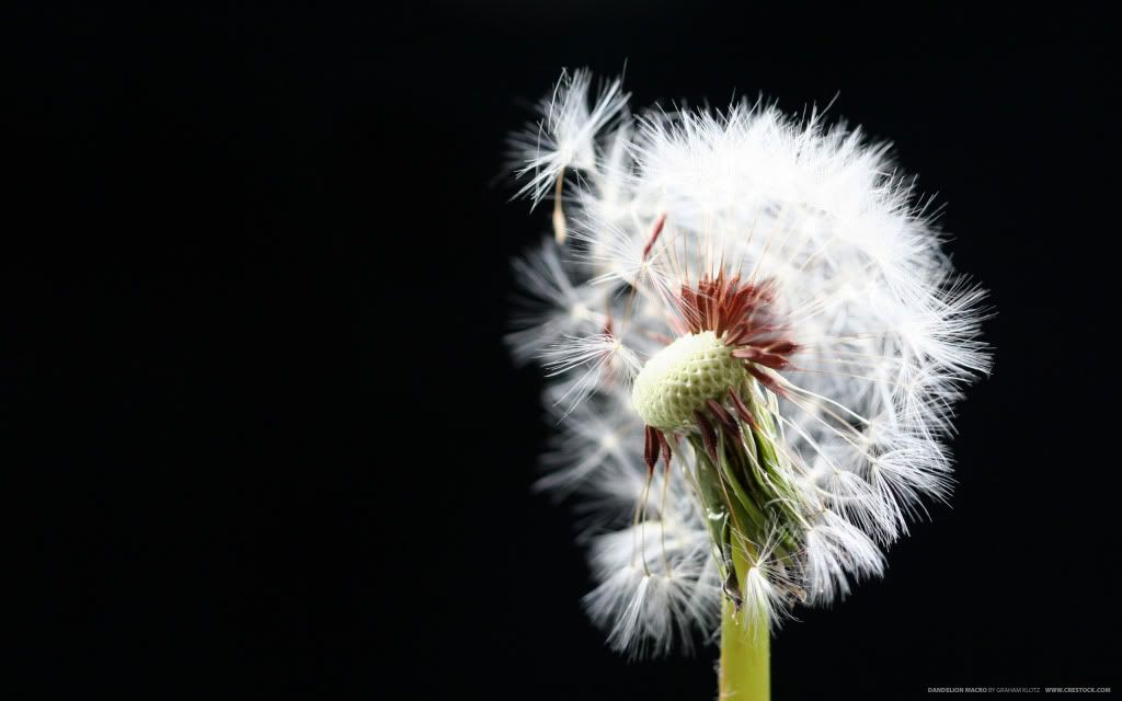 dandelion-macro-wallpapers_8226_256.jpg