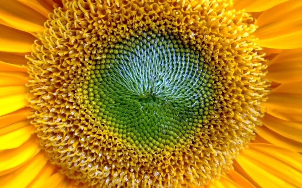 golden-sun-wallpapers_13767_2560x16.jpg