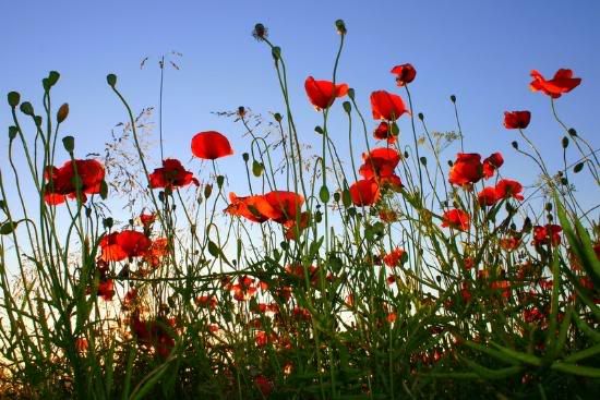 poppies.jpg