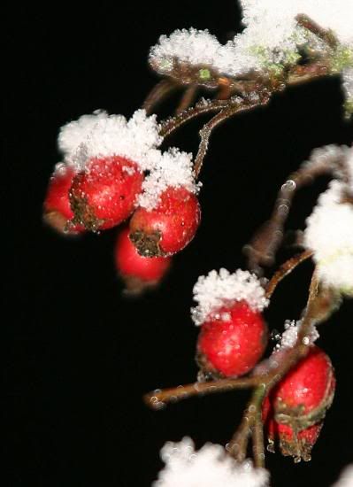 rozebottels_in_sneeuw.jpg