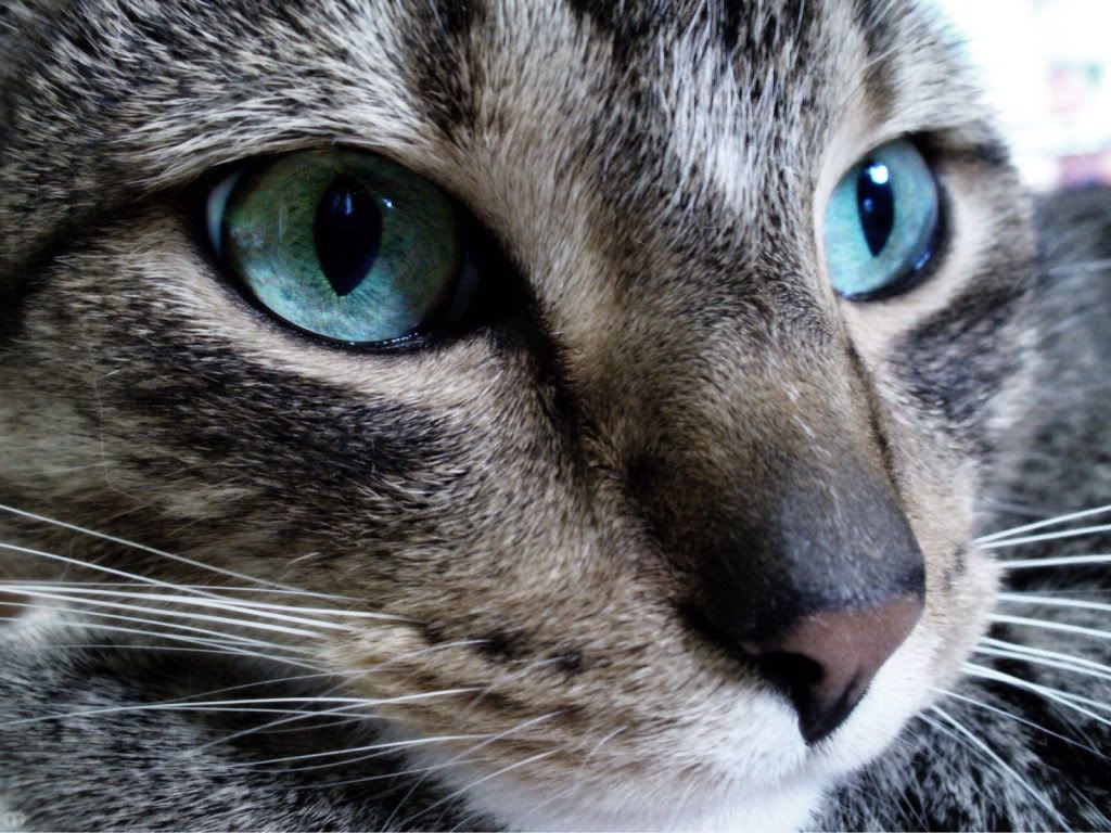 WallpapersMania_vol14-81428.jpg